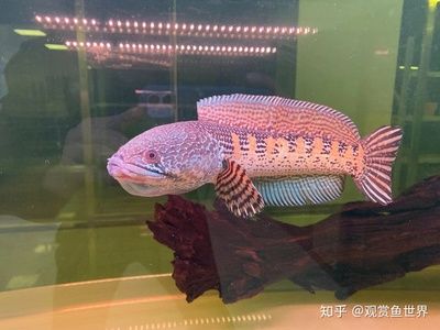 巴卡雷龍需要多大的魚缸：巴卡雷龍的飼養方式
