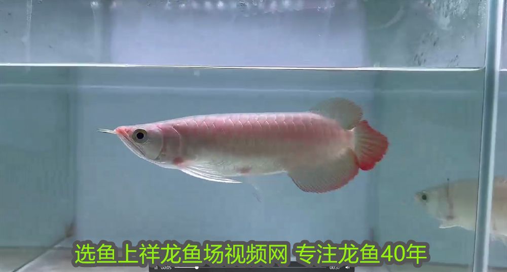 廣州龍魚商家排名前十名店鋪名稱：廣州龍魚商家排名前十名店鋪，專業水族愛好者的首選指南