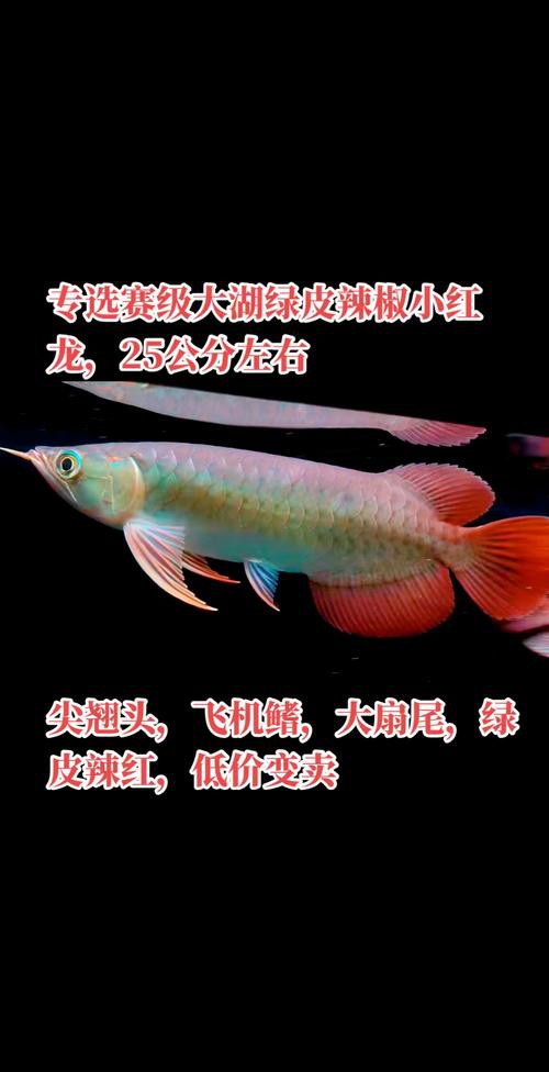 紅龍魚的品種分類圖