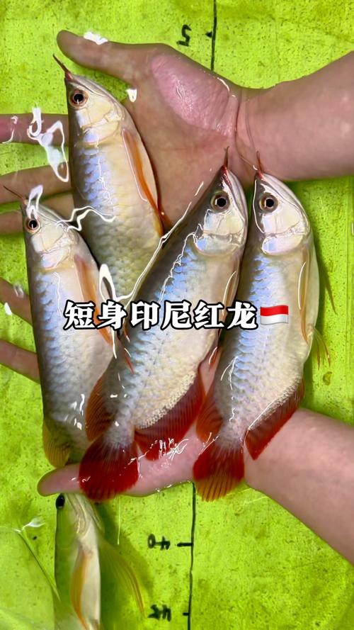 紅龍魚的品種分類圖