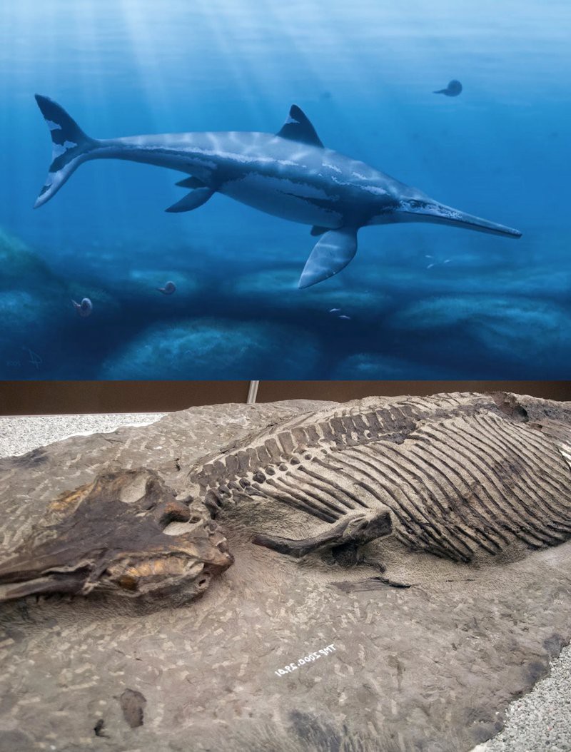 扁鰭魚龍屬中哪個物種最大？