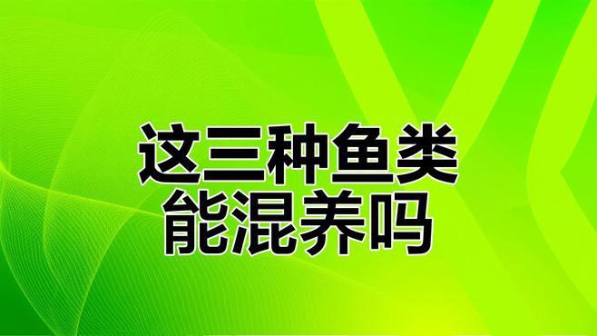 一缸可以養幾條銀龍魚