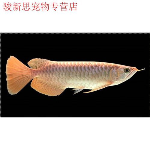 加里曼丹紅龍魚和大湖龍魚區別在哪里 加里曼丹紅龍魚和大湖龍魚區別在哪里 龍魚百科 第7張