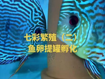 草繩恐龍魚怎樣繁殖視頻