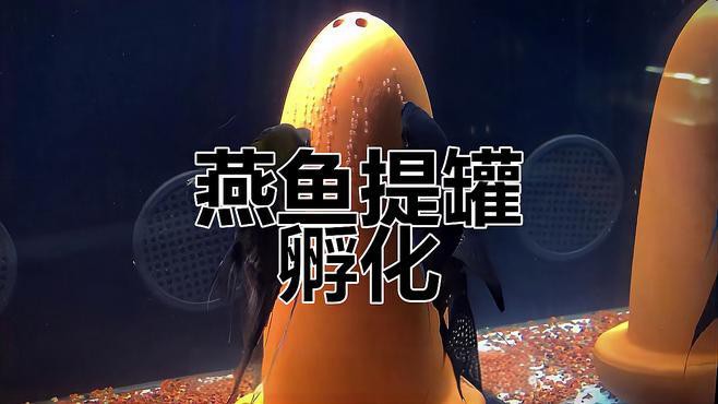 草繩恐龍魚怎樣繁殖視頻