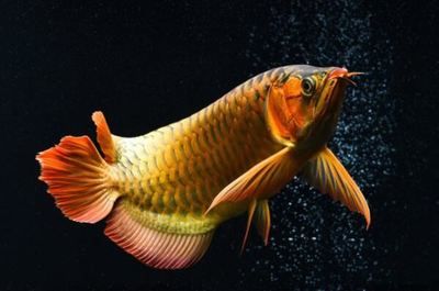 知名龍魚品牌排行榜前十名：知名龍魚品牌排行榜 知名龍魚品牌排行榜前十名：知名龍魚品牌排行榜 龍魚百科 第3張