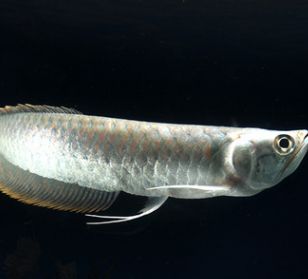 觀賞銀龍魚百度百科（銀龍魚品種-08-09]09]09]09]09]09]09]09]09]）