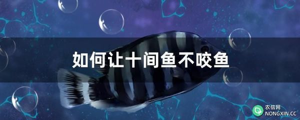 萬龍魚怕十間魚嗎為什么（萬龍魚害怕十間魚嗎） 萬龍魚怕十間魚嗎為什么（萬龍魚害怕十間魚嗎） 龍魚百科 第4張