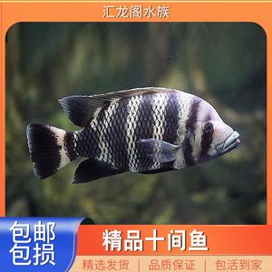 萬龍魚怕十間魚嗎為什么（萬龍魚害怕十間魚嗎） 萬龍魚怕十間魚嗎為什么（萬龍魚害怕十間魚嗎） 龍魚百科 第1張
