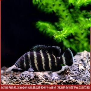 萬龍魚怕十間魚嗎為什么（萬龍魚害怕十間魚嗎） 萬龍魚怕十間魚嗎為什么（萬龍魚害怕十間魚嗎） 龍魚百科 第3張