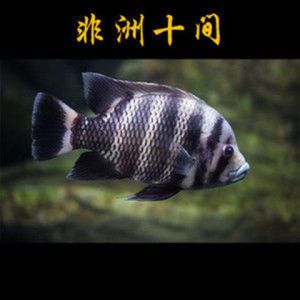 萬龍魚怕十間魚嗎為什么（萬龍魚害怕十間魚嗎） 萬龍魚怕十間魚嗎為什么（萬龍魚害怕十間魚嗎） 龍魚百科 第2張