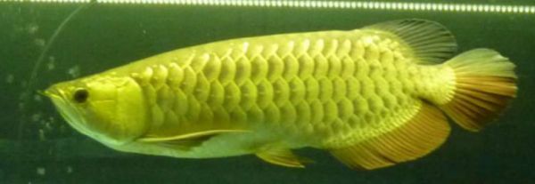 高背金龍魚長多大可以繁殖（高背金龍魚成年魚可以養多大）