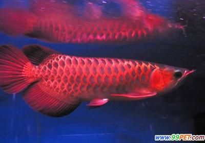 紅龍魚英文名怎么讀（紅龍魚的英文名為redarowana,redarowana）