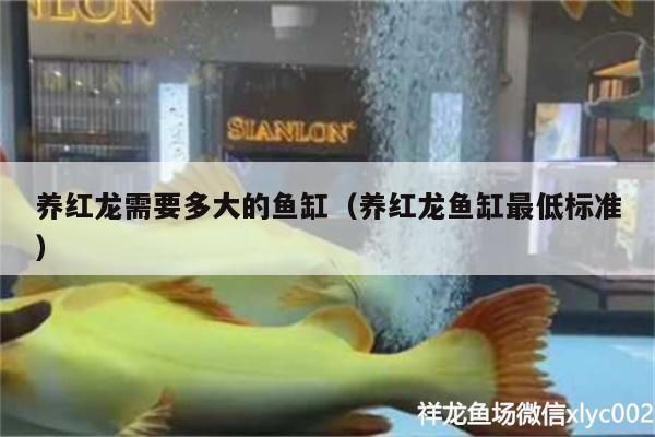 紅龍魚對魚缸的要求高嗎為什么（如何維護紅龍魚的水質，紅龍魚的魚缸布置技巧） 紅龍魚對魚缸的要求高嗎為什么（如何維護紅龍魚的水質，紅龍魚的魚缸布置技巧） 龍魚百科 第4張
