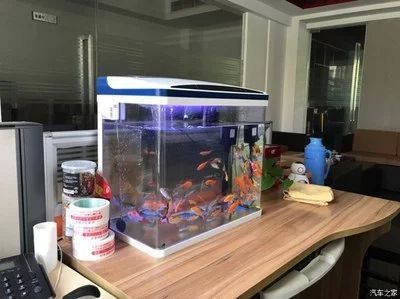 紅龍魚對魚缸的要求高嗎為什么（如何維護紅龍魚的水質，紅龍魚的魚缸布置技巧） 紅龍魚對魚缸的要求高嗎為什么（如何維護紅龍魚的水質，紅龍魚的魚缸布置技巧） 龍魚百科 第1張
