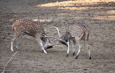 杰西卡恐龍魚繁殖水質要求：杰西卡恐龍魚繁殖時的水溫要求是關鍵因素之一