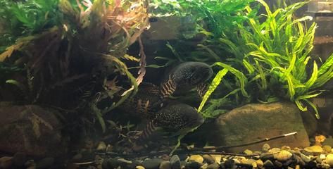 熱帶魚龍魚怎么養殖方法：熱帶魚龍魚怎么養殖， 熱帶魚龍魚怎么養殖方法：熱帶魚龍魚怎么養殖， 龍魚百科 第1張