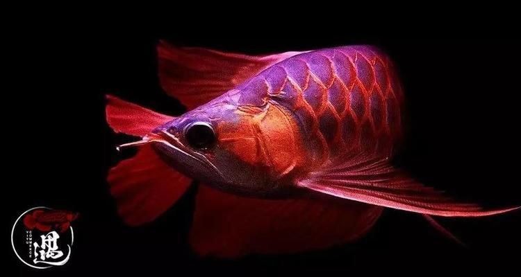 龍魚發色秘訣視頻教程下載百度網盤：“龍魚發色秘訣視頻教程”下載鏈接您可以嘗試相關的釣魚論壇或視頻分享