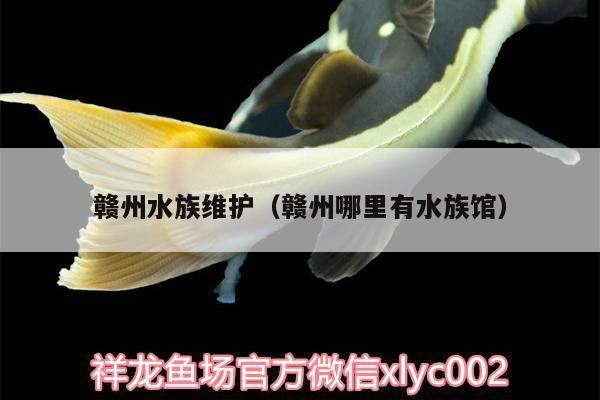 巨暴魚(yú)苗光照管理方法，巨暴魚(yú)苗光照管理