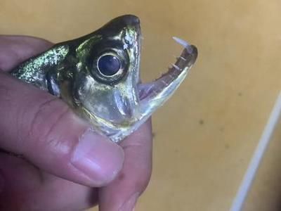 巨暴魚(yú)苗光照管理方法，巨暴魚(yú)苗光照管理