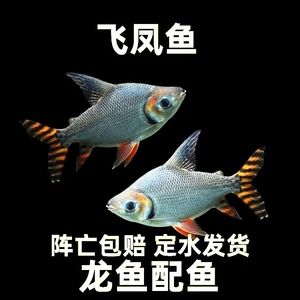 龍魚配泰國鯽一條還是兩條，龍魚與泰國鯽的搭配問題