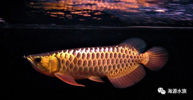 哪種龍魚最容易感染寄生蟲？