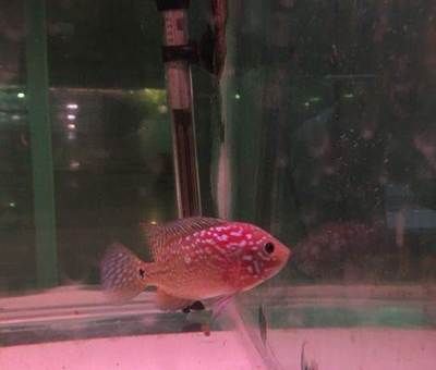 龍魚無緣無故死了一條什么原因造成的呢：石家莊觀賞魚批發(fā)市場(chǎng)