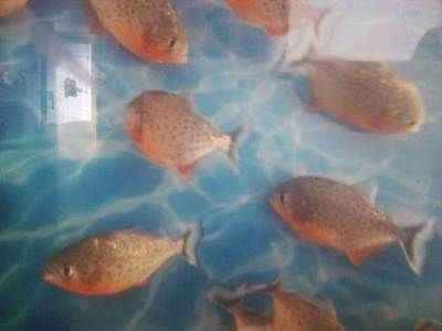 龍魚無緣無故死了一條什么原因造成的呢：石家莊觀賞魚批發(fā)市場(chǎng)