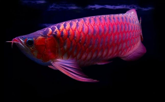 為什么大家養龍魚：養龍魚的原因包括觀賞價值、風水作用和娛樂活動和娛樂活動
