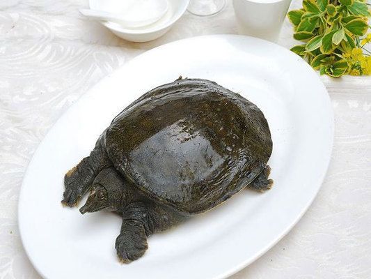 如何選龍魚，如何挑選一條健康、活潑的龍魚