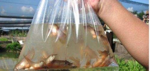 如何選龍魚，如何挑選一條健康、活潑的龍魚