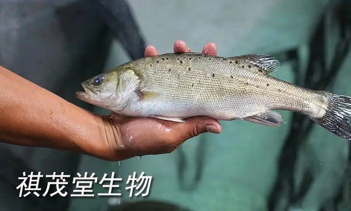 魚身上有血絲是什么原因