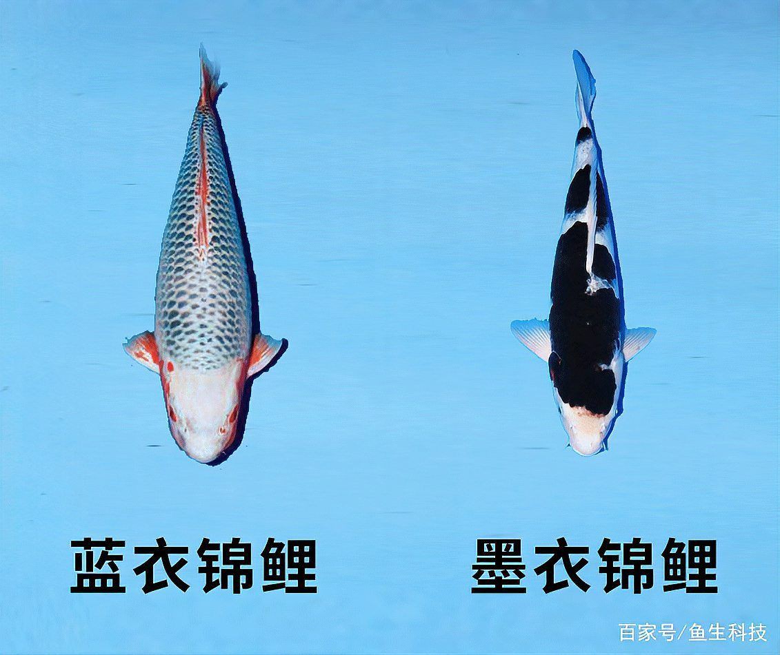 錦鯉品種檔次排名