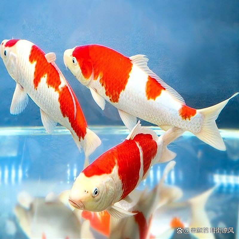 錦鯉品種檔次排名