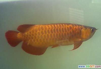 龍魚生病怎么治療最好：飼養(yǎng)龍魚的注意事項 龍魚生病怎么治療最好：飼養(yǎng)龍魚的注意事項 龍魚百科 第1張