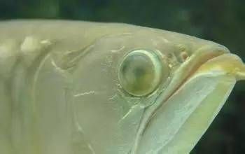 龍魚生病怎么治療最好：飼養(yǎng)龍魚的注意事項 龍魚生病怎么治療最好：飼養(yǎng)龍魚的注意事項 龍魚百科 第5張