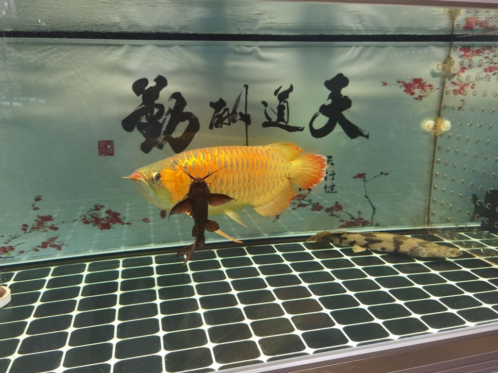 龍魚一會趴缸一會游來游去怎么回事兒：龍魚一會趴缸一會游來游去