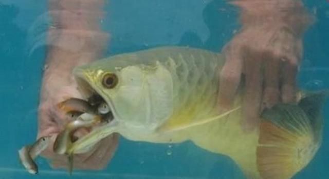 紅龍魚一般養幾條最好（養紅龍魚的最佳數量是多少） 紅龍魚一般養幾條最好（養紅龍魚的最佳數量是多少） 龍魚百科 第2張