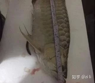 龍魚肚子鼓包怎么治好：龍魚肚子鼓包怎么辦