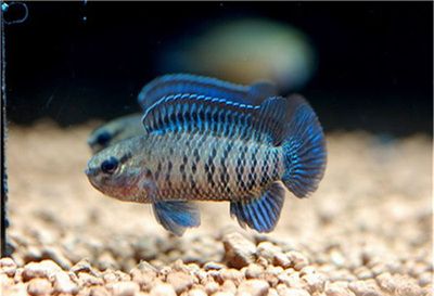 龍魚什么時間變色（龍魚發色時間受多種因素影響） 龍魚什么時間變色（龍魚發色時間受多種因素影響） 龍魚百科 第4張