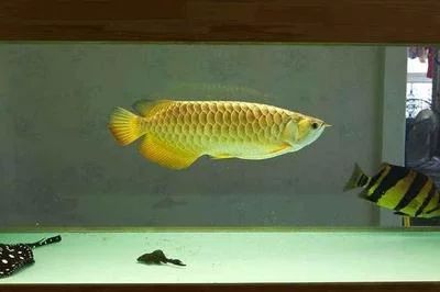 龍魚的喂食頻率和方式是影響其健康和生長的重要因素：龍魚多久喂一次維生素