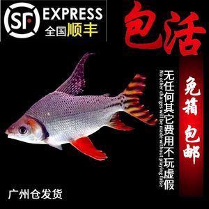 紅龍魚側線發黑：紅龍魚側線發黑可能是由于多種因素引起的