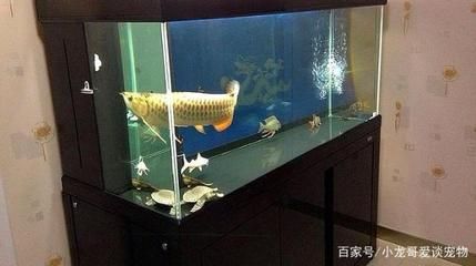 龍魚要多大的魚缸：關于龍魚所需魚缸尺寸