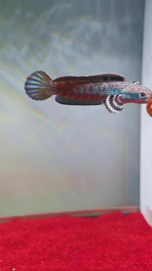 紅色的雷龍魚圖片