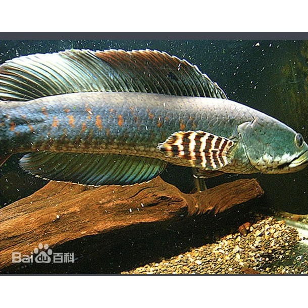 紅色的雷龍魚圖片