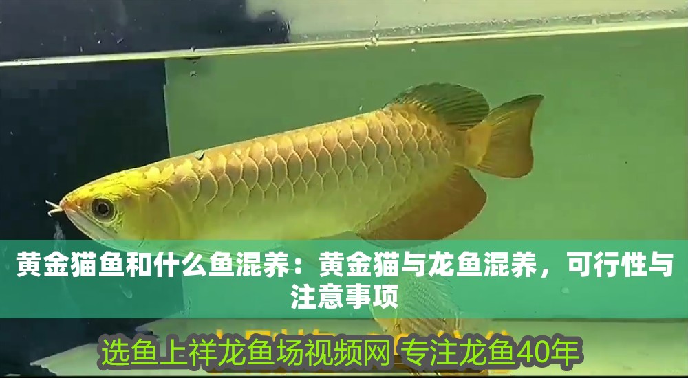黃金貓魚和什么魚混養：黃金貓與龍魚混養，可行性與注意事項
