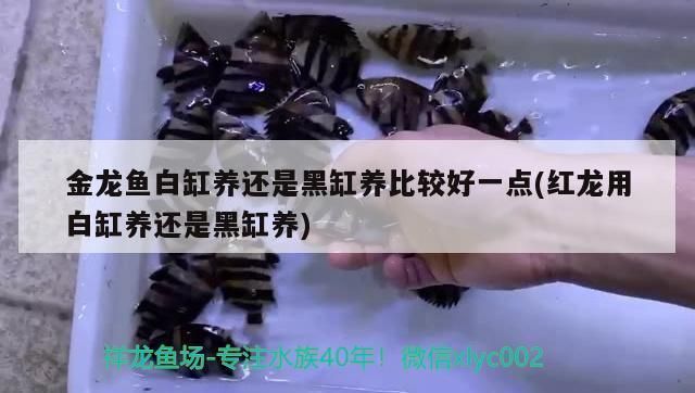 金龍魚白缸養還是黑缸養好一點呢（金龍魚白缸養和黑缸養各有優勢）