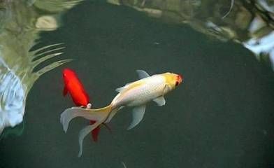 家中養(yǎng)龍魚有什么說法嗎風(fēng)水好嗎：養(yǎng)龍魚有一些特定的說法和風(fēng)水作用 家中養(yǎng)龍魚有什么說法嗎風(fēng)水好嗎：養(yǎng)龍魚有一些特定的說法和風(fēng)水作用 龍魚百科 第1張