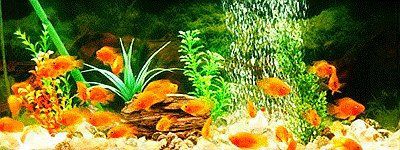 龍魚風水魚缸 七條魚好嗎圖片