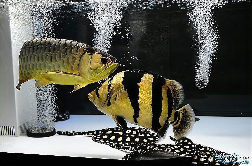 龍魚風水魚缸 七條魚好嗎圖片